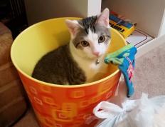 开云APP-体育双雄会，英超争冠战火燃，上海队踏平辽宁队显威