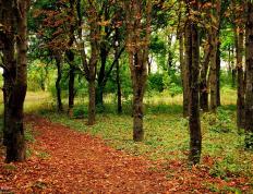 开云体育官网-双线狂飙，F1街道赛的毫厘博弈与魔术队的一波流艺术