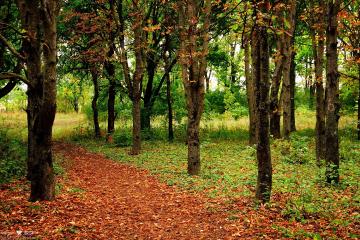 开云体育官网-双线狂飙，F1街道赛的毫厘博弈与魔术队的一波流艺术