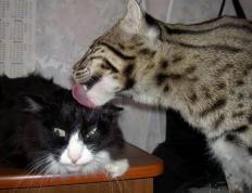 开云体育app-湖人战术巧妙压制公牛，文班亚马演绎教科书级表现