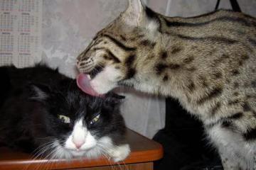 开云体育app-湖人战术巧妙压制公牛，文班亚马演绎教科书级表现