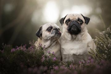 开云APP-东方与西方的竞技场，当奥地利刺破韩国的绝境，篮球圣殿正上演另一种生死