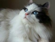 开云体育app-伦纳德神威主宰，老鹰闪电战速胜独行侠