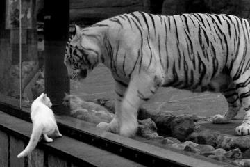 开云体育官网-当紫金荣耀遇冰与火之舞，福克斯用一场教科书逆袭重写洛杉矶叙事