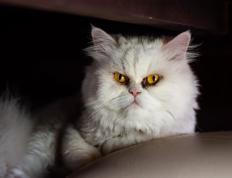 开云下载-当天山雪豹遇见密西西比灰熊，克莱·汤普森如何用节奏改写东西部篮球叙事？