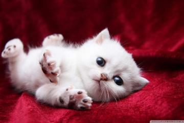 开云体育中国-纪录夜撕裂季后赛迷雾，当阿什拉夫成为新的尺度