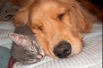 开云体育入口-铁血绿茵与紫金狂潮，跨越洲际的竞技风暴与征服