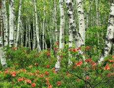 开云体育-杜兰特爆发砍下高分，深圳队加时力克雷霆