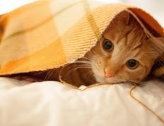 开云体育平台APP-黄潜激战希腊雄鹰，奥斯梅恩一肩扛起进攻苍穹