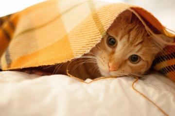 开云体育平台APP-黄潜激战希腊雄鹰，奥斯梅恩一肩扛起进攻苍穹