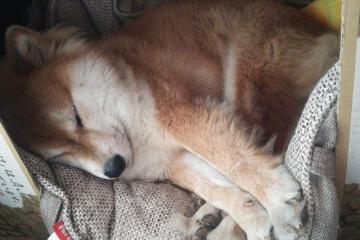 开云体育中国-2026世界杯焦点战，森林狼强势击溃新疆队，篮球东西对话引热议