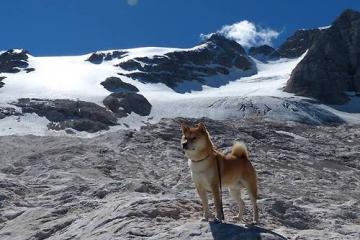 开云APP-火箭火力全开压制马刺，武切维奇关键时刻挺身而出