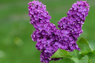 开云官网-伦纳德，在寂静中埋葬悬念