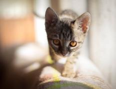 开云体育下载-休斯敦洪流与金州利刃，当体系压制遇见无解单打