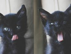 开云官网-奥利维耶神兵天降！挪威绝杀伊朗，小组出线在望