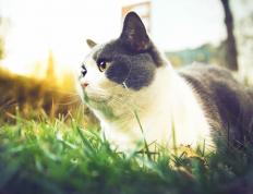 开云体育入口-双线激情，NBA总决赛焦点战与塞维利亚绝杀毕尔巴鄂的体育交响曲