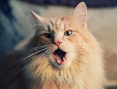 开云体育APP下载-破壁！马里悍将登陆德意志，努涅斯一锤定音定江山