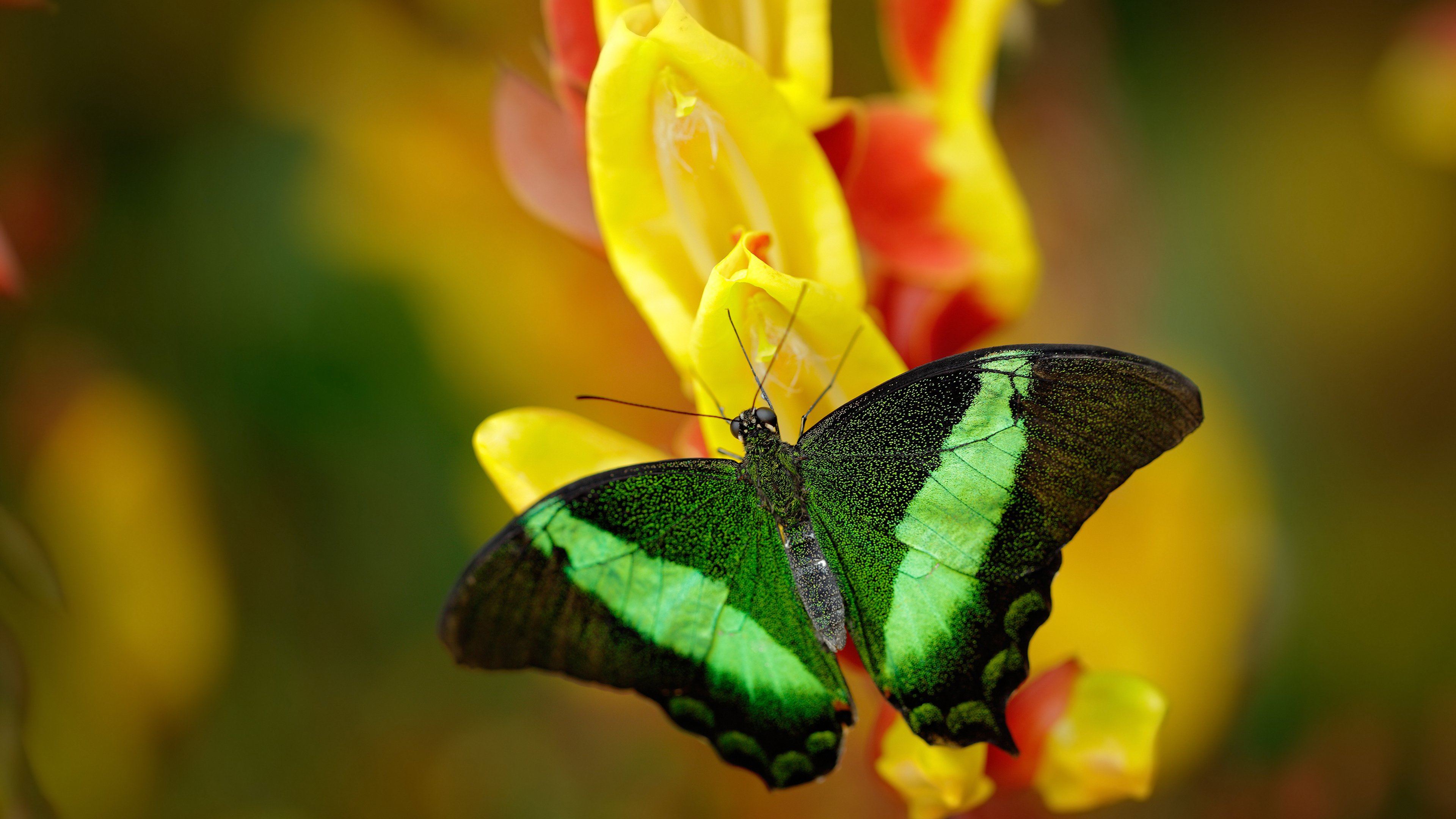 开云官网-李刚仁的蓝色闪电与那不勒斯的节奏游戏，一场掌控与爆发的双重奏