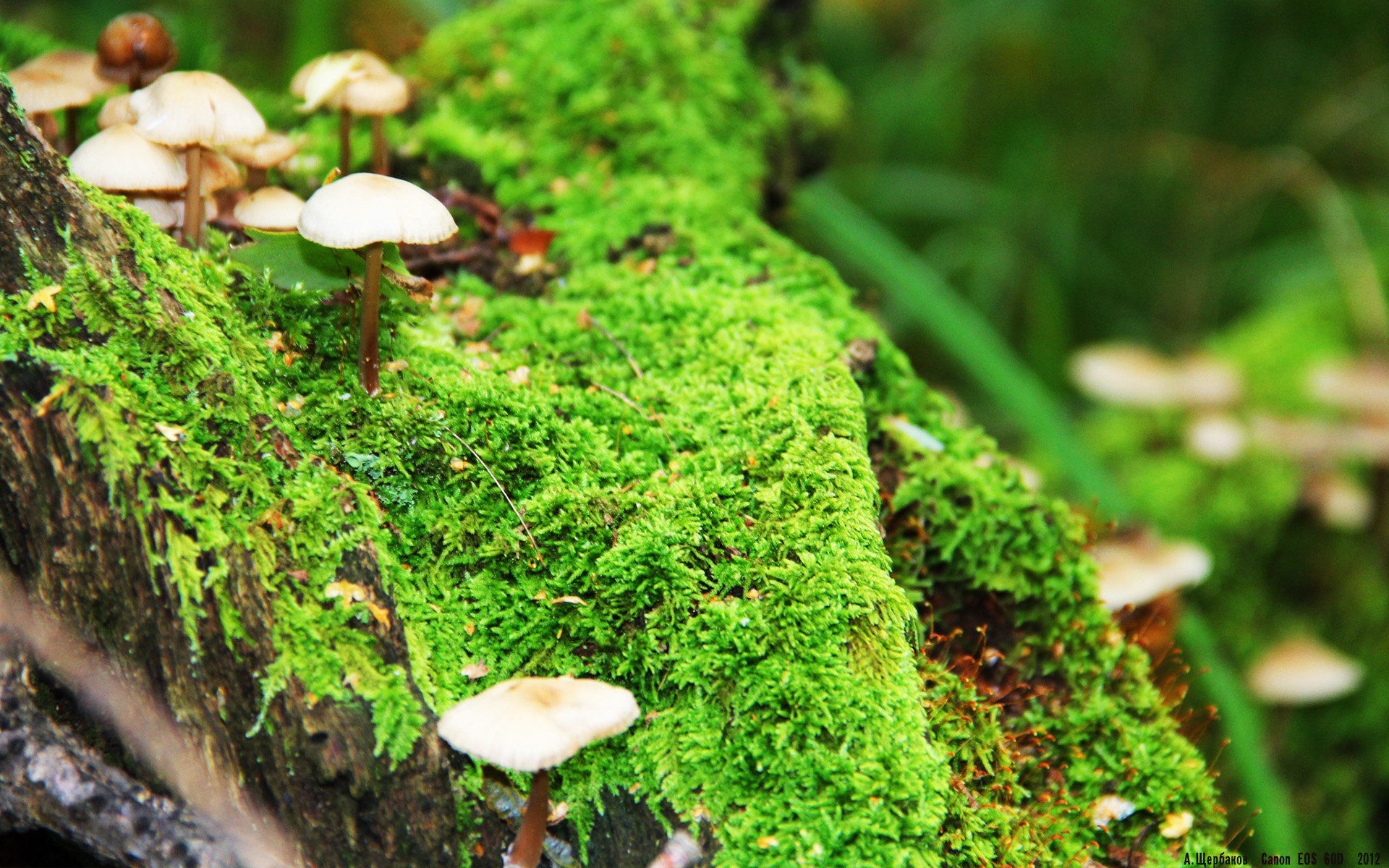 开云体育入口-决战之心，当步行者斩落天山之鹰，马克西在西决的血色黄昏中加冕