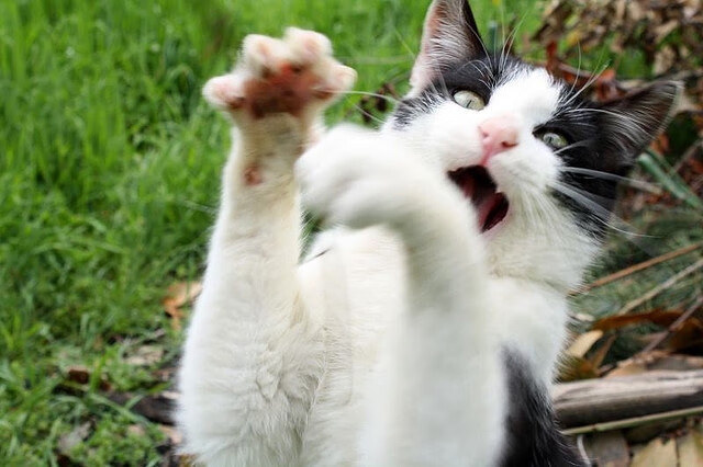 开云体育app-连续得分制胜，深圳队压制老鹰，詹姆斯关键节点显神威