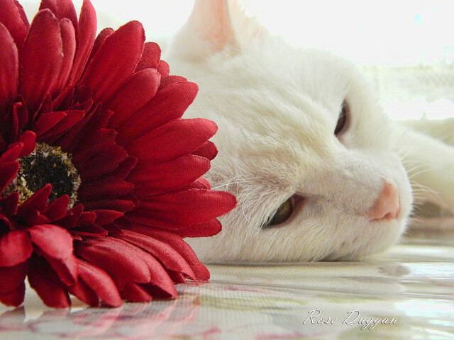 开云APP-意甲焦点战中的战术风云，从挪威封锁到毕尔巴鄂的防守智慧