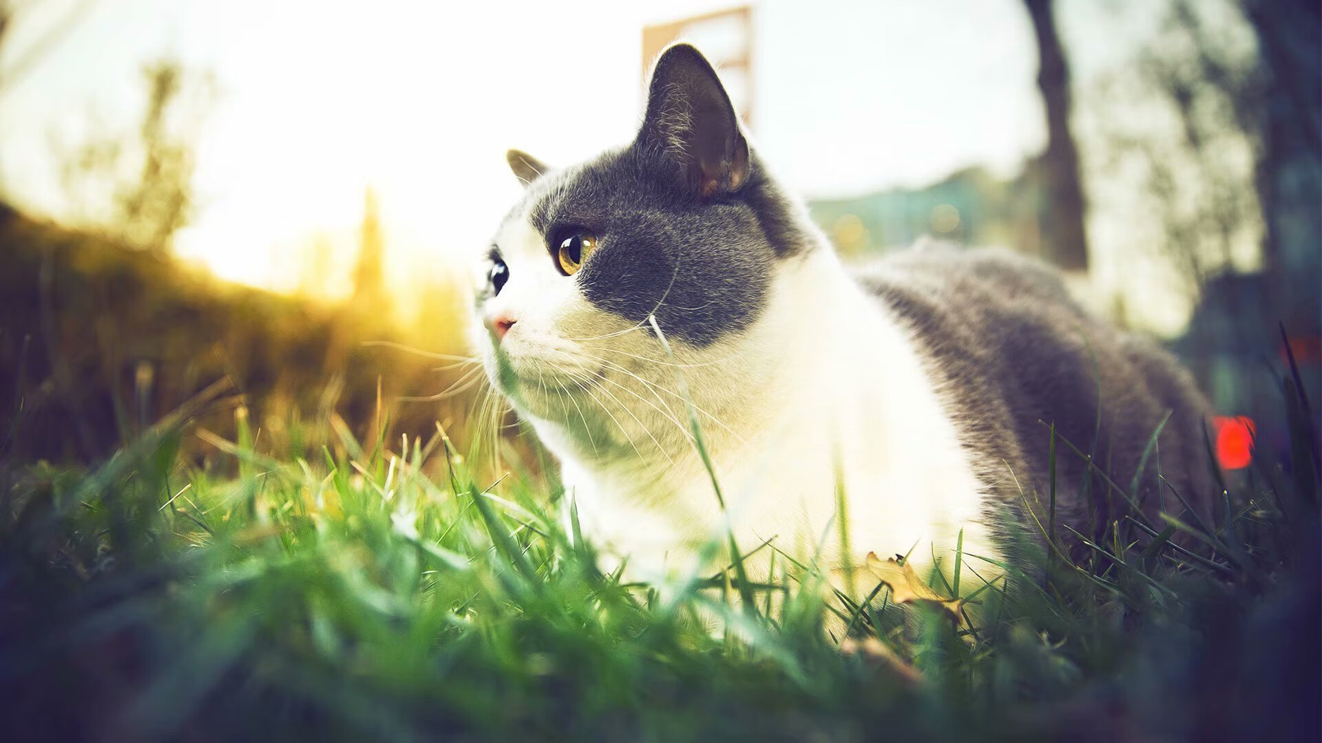 开云体育入口-双线激情，NBA总决赛焦点战与塞维利亚绝杀毕尔巴鄂的体育交响曲