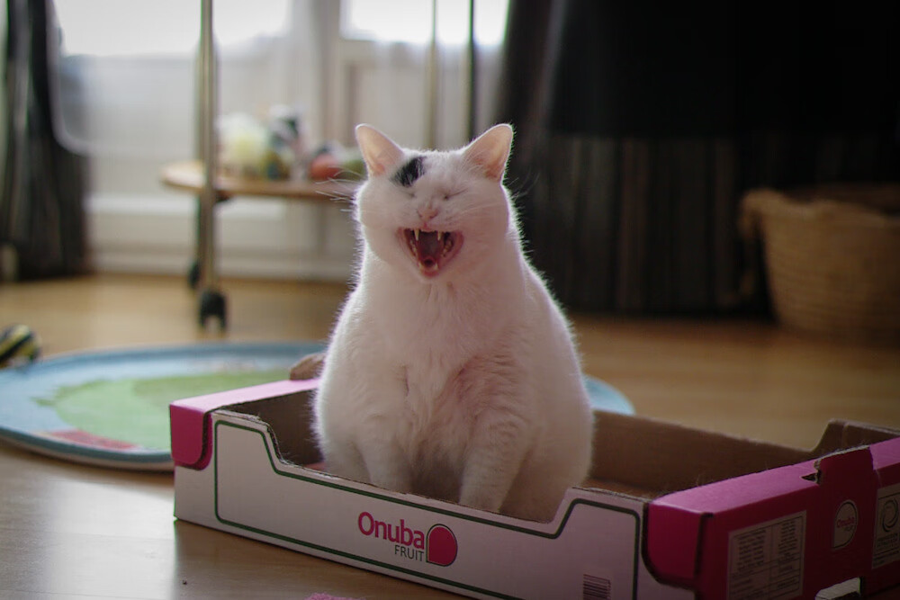 开云体育app-梅西缺席阿尔瓦雷斯挑大梁，阿根廷新核心冠军级表现击溃委内瑞拉