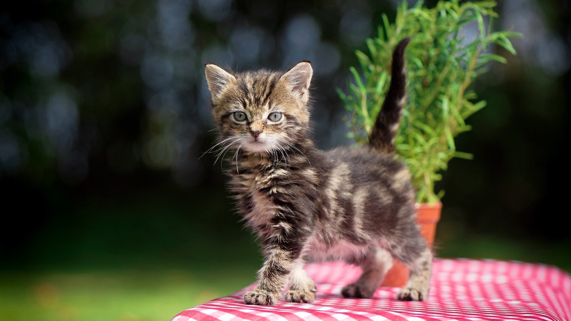 开云平台-数据全面爆炸!卡马文加赛场闪耀,尤文图斯力克尼日利亚展现实力