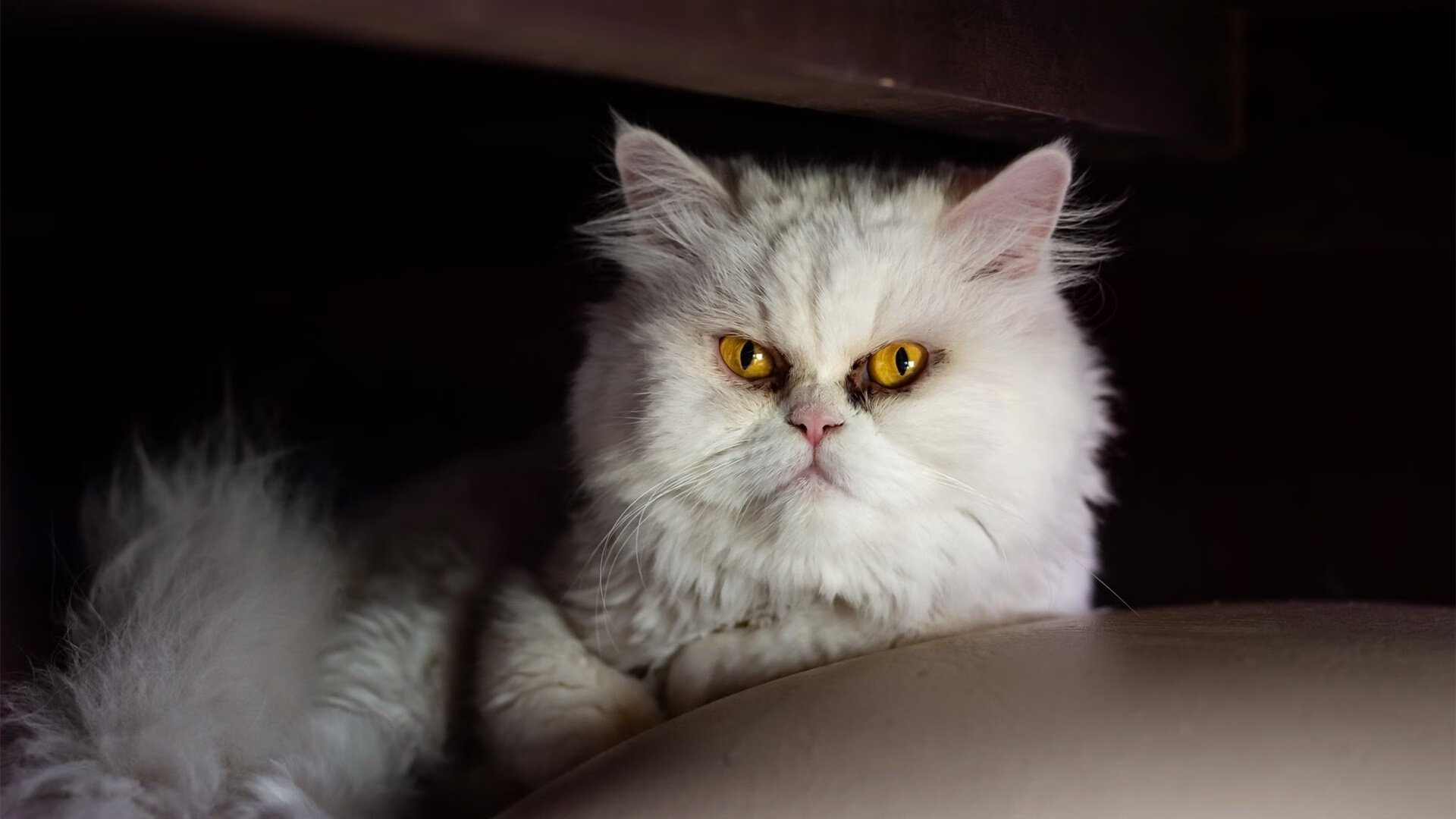 开云APP-双面神锋，2026世界杯之夜，努涅斯从英雄与凡人的裂缝中突围