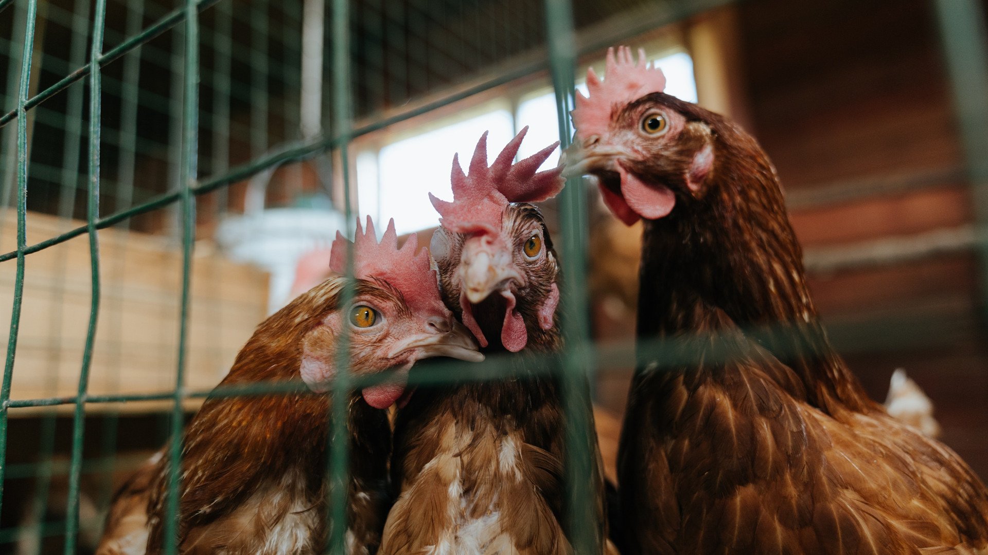 开云体育中国-铁闸镇山河!巴斯托尼的史诗之夜,加纳掀翻神话之师