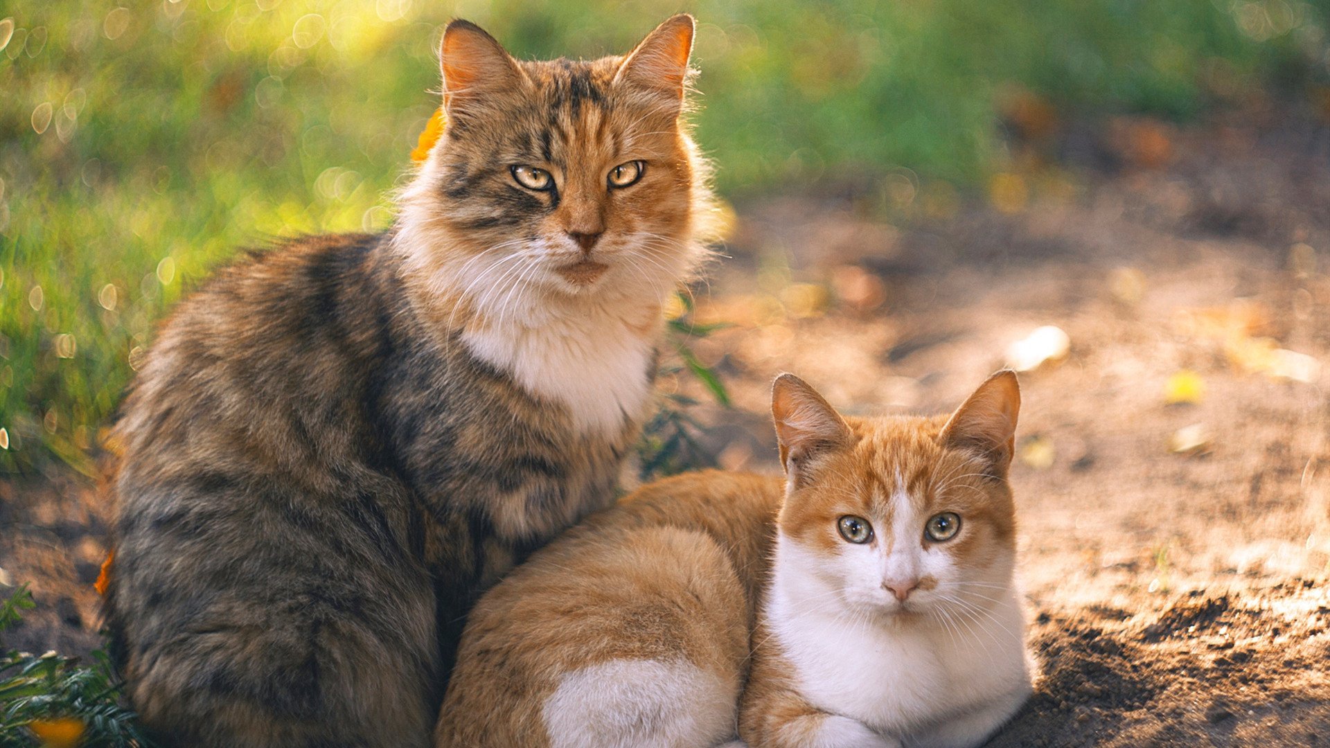 开云体育中国-教科书般的防守与历史的回响，阿拉巴如何演绎现代罗马军团艺术