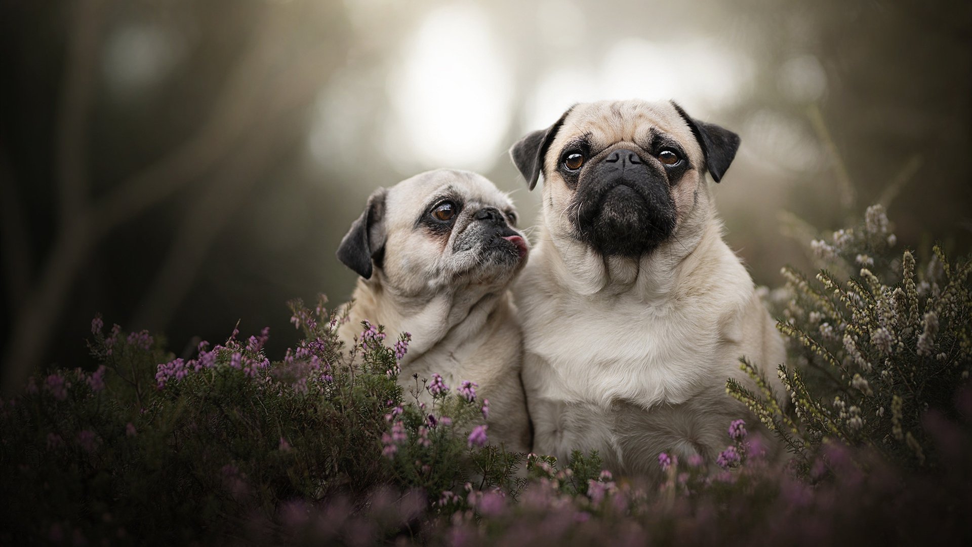 开云APP-东方与西方的竞技场，当奥地利刺破韩国的绝境，篮球圣殿正上演另一种生死