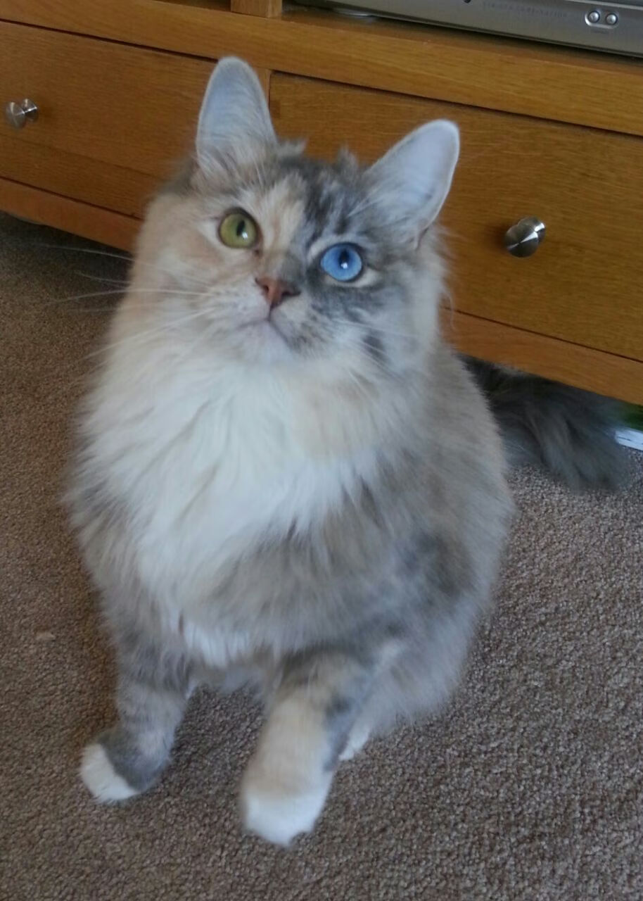 开云下载-篮网生死战力克火箭，锡安欧冠淘汰赛独揽风云，篮球世界的双重奏鸣