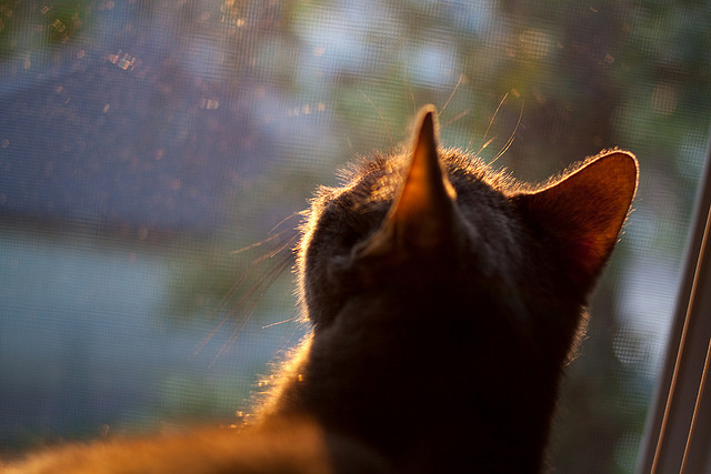 开云体育下载-福克斯利刃出鞘,决胜奥运关键战