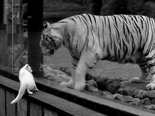 开云体育官网-当紫金荣耀遇冰与火之舞,福克斯用一场教科书逆袭重写洛杉矶叙事