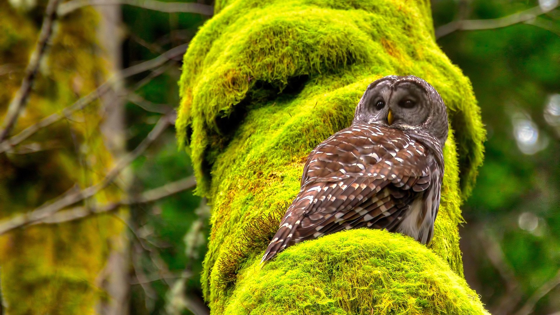 开云体育中国-爵士狂潮冲垮篮网巨轮，恩比德以F1车手般的精准接管冠军赛道