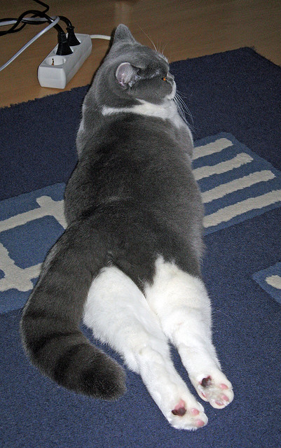 开云体育-哥伦比亚对阵秘鲁，奥纳纳作为攻防转换核心的艺术