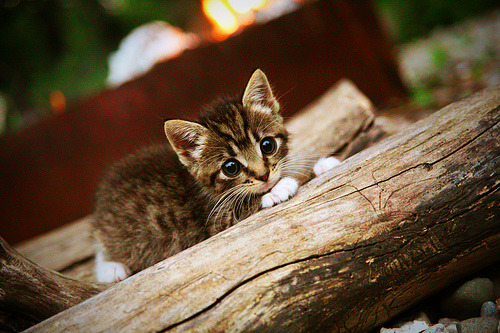 开云体育平台APP-坚守与绝杀,足球之夜的双重交响