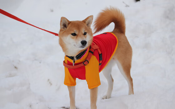开云体育官方网站-铁血马竞的绿茵交响,乌克兰足球的淬火时刻