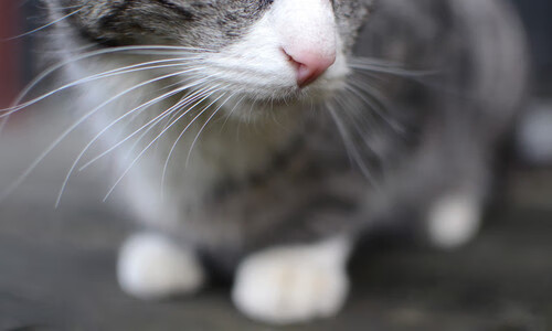 开云体育-压力淬炼锋芒,李刚仁的爆发与莱比锡红牛的轻盈胜利