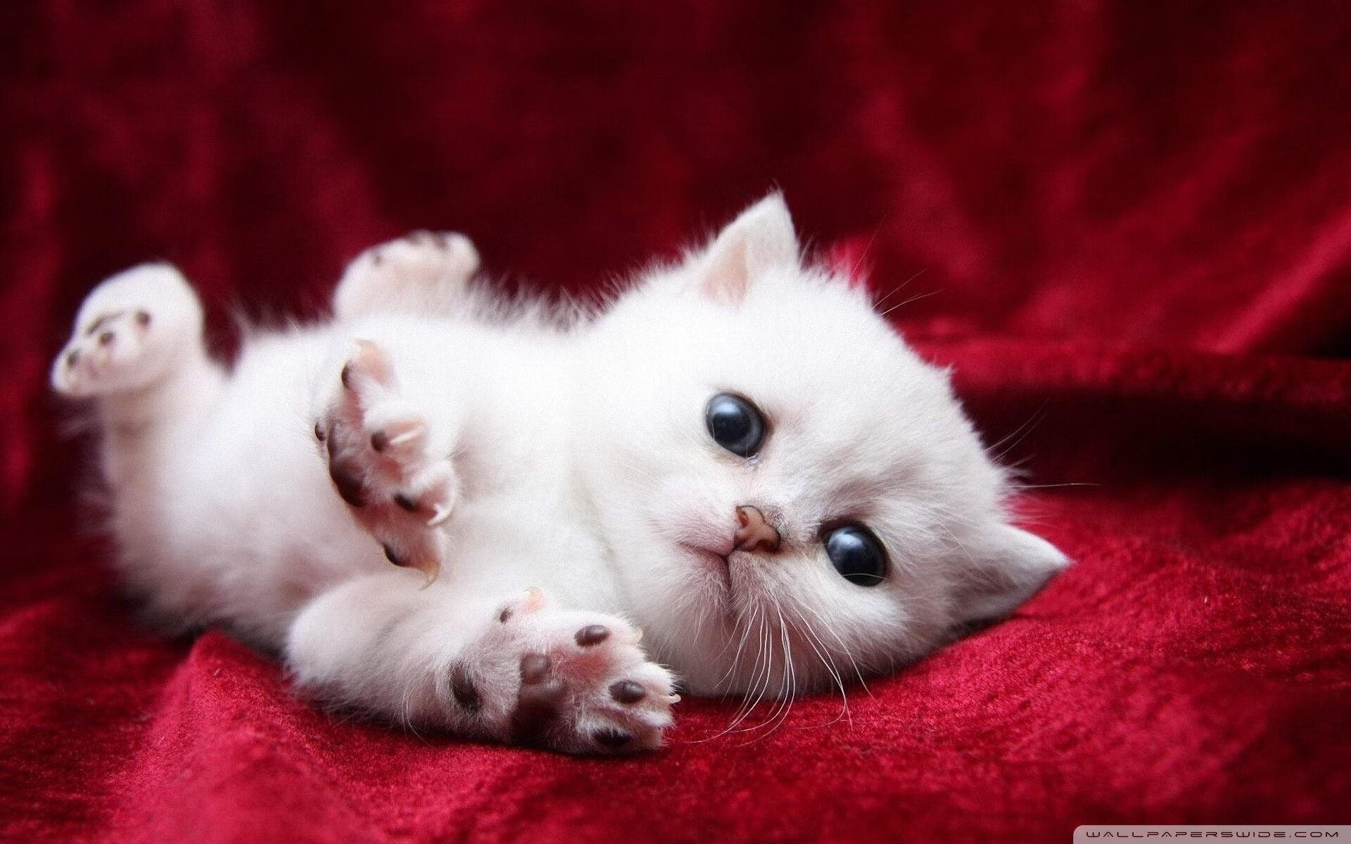 开云体育中国-纪录夜撕裂季后赛迷雾，当阿什拉夫成为新的尺度