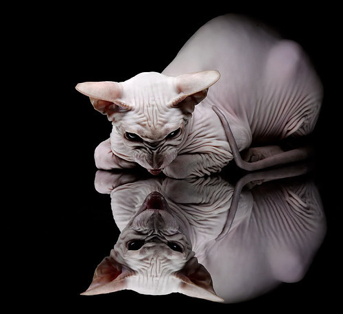 开云体育入口-辽京对决见证统治力，字母哥式表现铸就现代篮球教科书