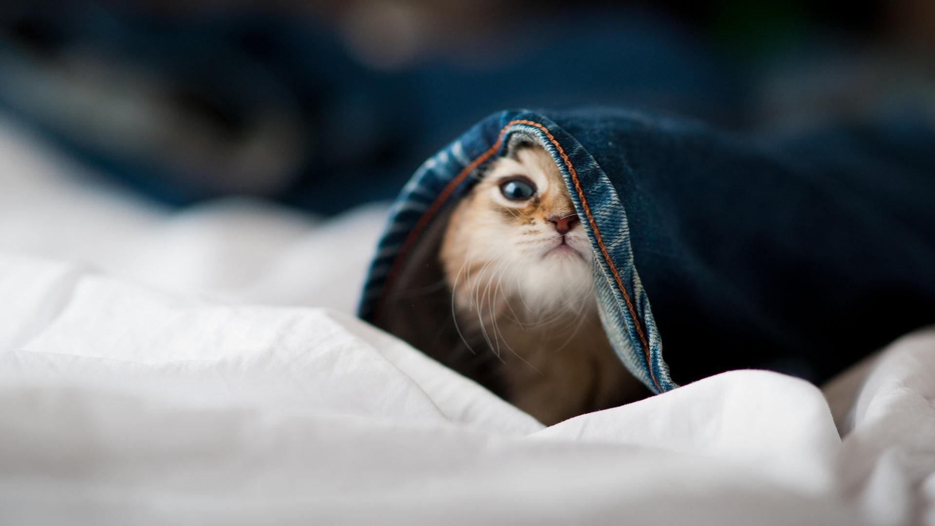 开云体育在线-虚幻对决，真实核心，厄德高如何以幽灵之姿统治攻防转换的想象战场