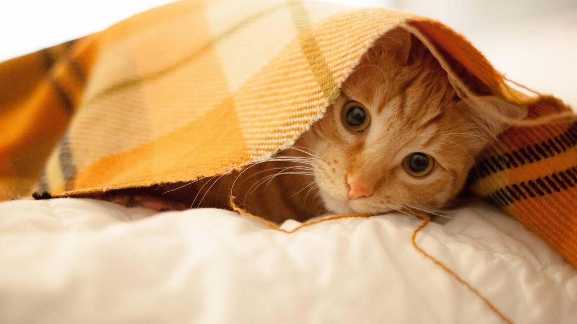 开云体育平台APP-黄潜激战希腊雄鹰,奥斯梅恩一肩扛起进攻苍穹