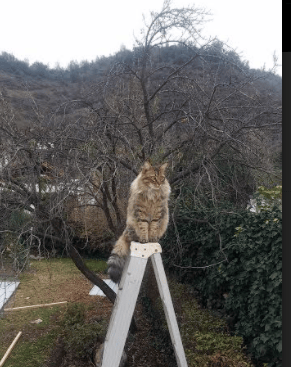 开云体育入口-奥纳纳关键时刻力挽狂澜，加纳爆冷战胜法国创奇迹