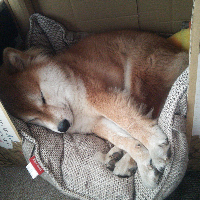 开云体育中国-2026世界杯焦点战,森林狼强势击溃新疆队,篮球东西对话引热议