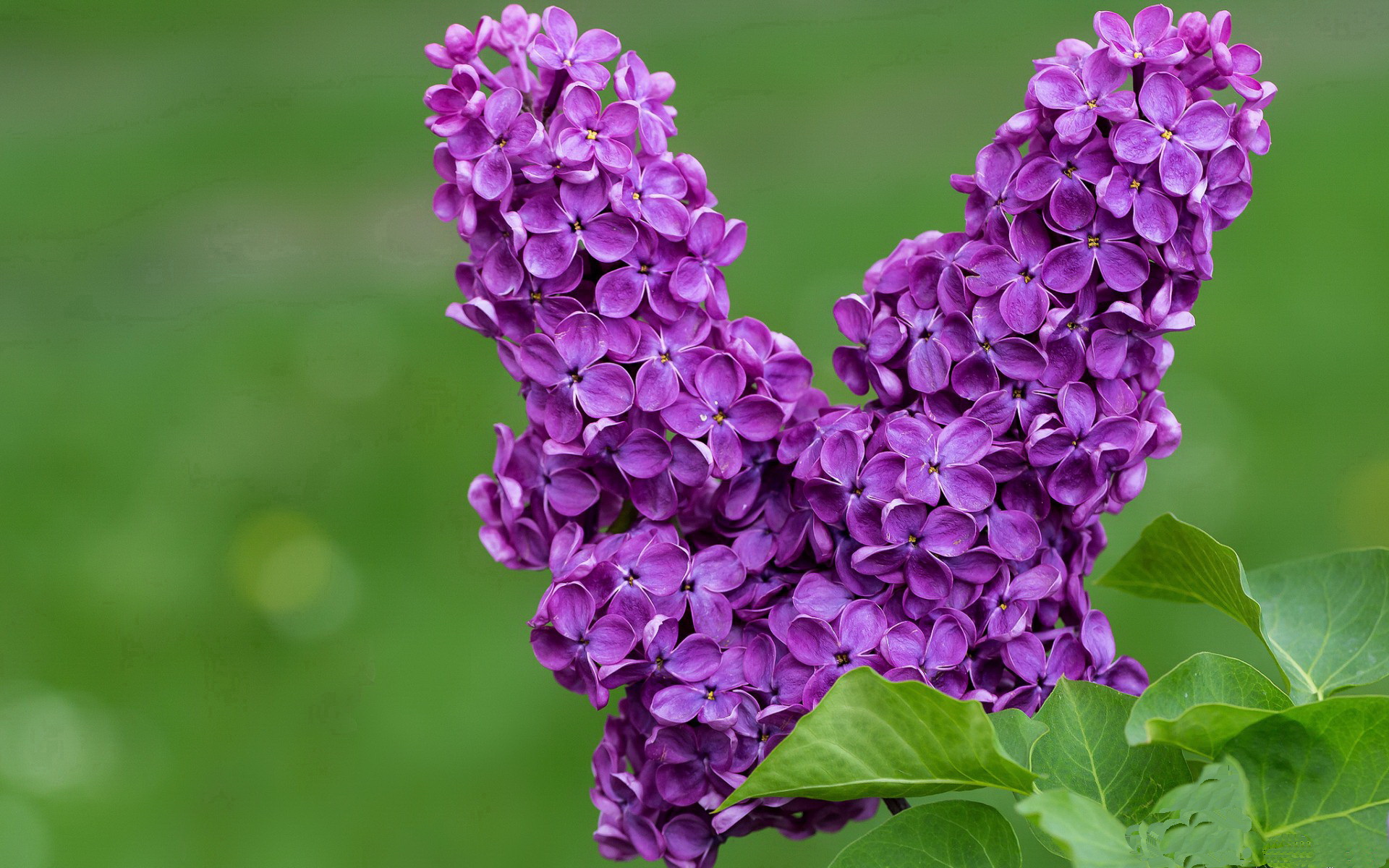 开云官网-伦纳德，在寂静中埋葬悬念